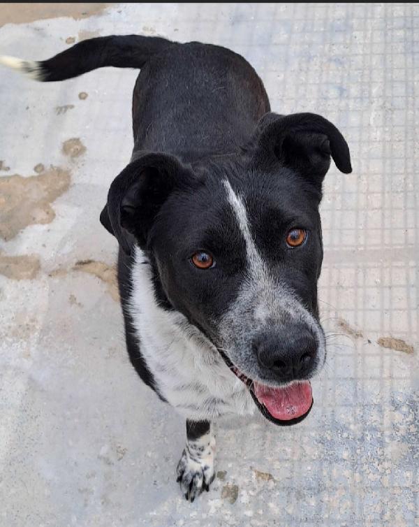 Femmina 4/5anni nera/bianca salvata 3anni fa.PUGLIA Foto 2
